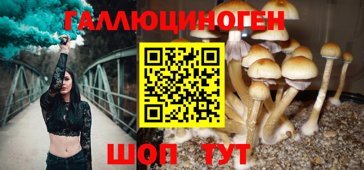 Северобайкальск  Галлюциногенные грибы прущие грибы  Вход с VPN 